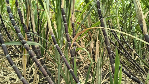 અમરેલી જિલ્લાના પ્રગતિશીલ ખેડૂતે બે વીઘામાં શેરડી ઉગાડી એક સિઝનમાં 3 થી 4 લાખનું ઉત્પાદન મેળવ્યું