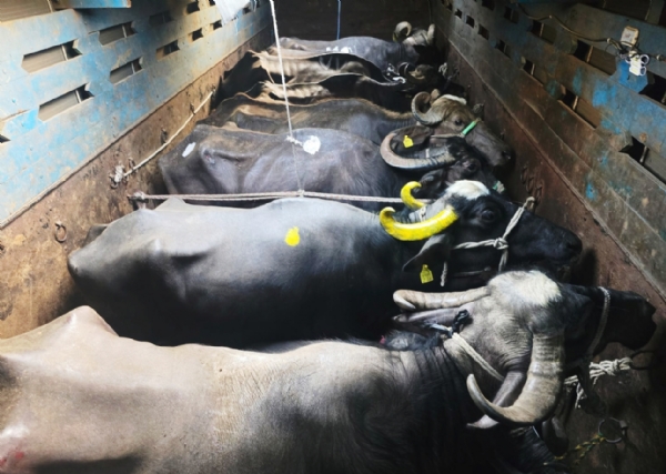 પાનોલી હાઈવે પરની હોટલ પરથી ખીચોખીચ પશુ ભરેલ 4 કન્ટેનર એડબલ્યુબીની ટીમે ઝડપી પાડ્યા