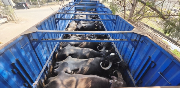 પાનોલી હાઈવે પરની હોટલ પરથી ખીચોખીચ પશુ ભરેલ 4 કન્ટેનર એડબલ્યુબીની ટીમે ઝડપી પાડ્યા