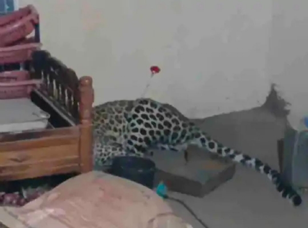 નાની ધારીમાં મધરાત્રે દીપડાનો ત્રાસ, વનવિભાગે સફળ રેસ્ક્યુ