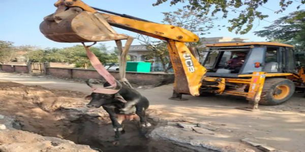 આંબલિયાસણ સ્ટેશનમાં ગટર કામની બેદરકારી, ખુલ્લા ખાડામાં આખલો પડ્યો—જેCBથી રેસ્ક્યુ