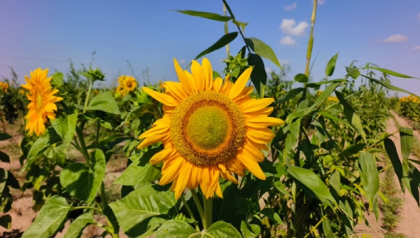 સૂર્યમુખીની મિશ્ર ખેતીથી ખેડૂતોની આવકમાં નોંધપાત્ર વધારો
