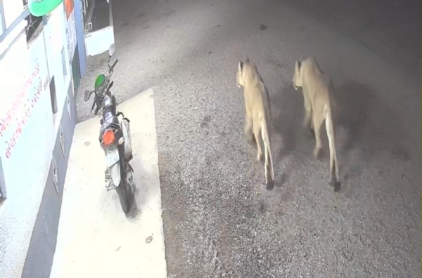 હાલરીયા ગામે બે સિંહોની દહેશત, ગૌશાળા પાસે રાત્રે લટાર