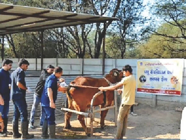 Kamdhenu University organized a guidance camp on breeding of Gir cows in Lynch village
