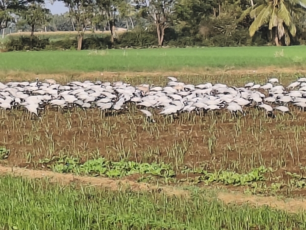 ધામળેજના ગ્રામ્ય વિસ્તારોમાં મોટી સંખ્યામાં