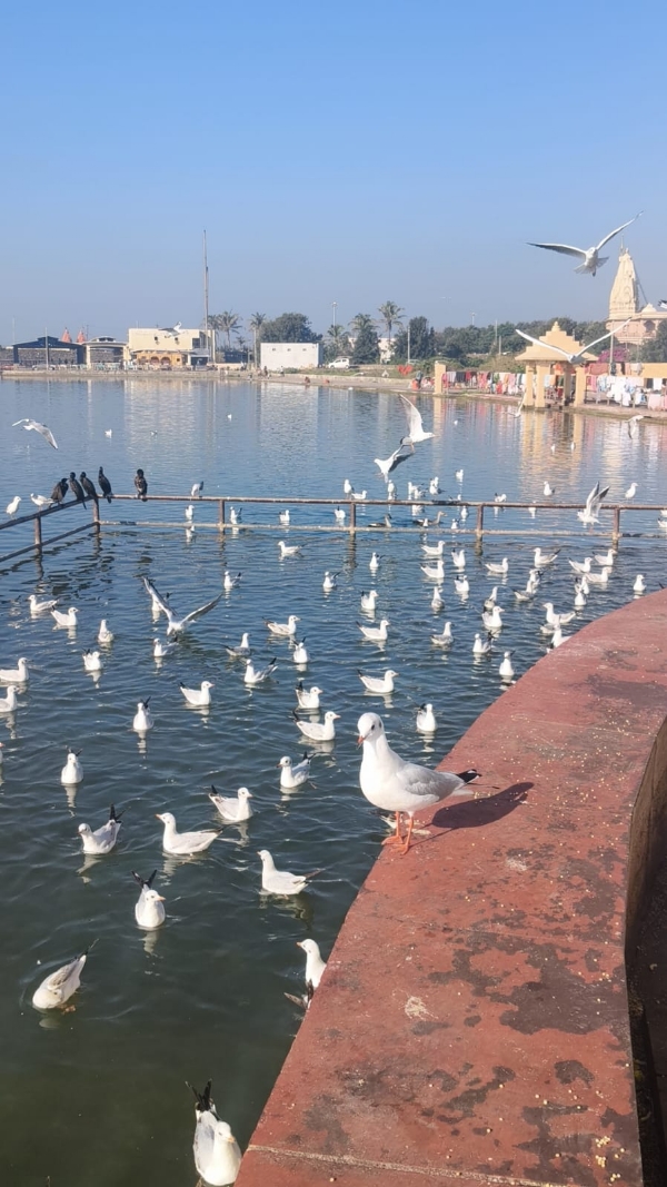 સોમનાથ પંછી, નદીયા, પવન કે ઝોકે