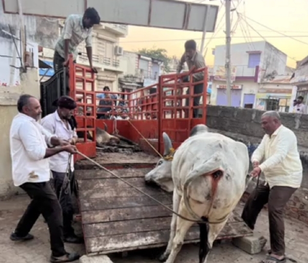 સાંતલપુરમાં રખડતા આખલાનો ત્રાસ ખતમ, 30થી વધુ આખલા પકડાયા