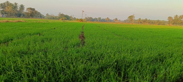 શિયાળુ પાકનું વાવેતર