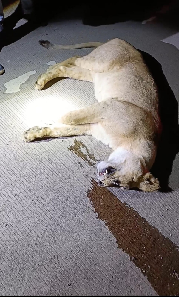 સોમનાથ–ભાવનગર નેશનલ હાઈવે પર સિંહણને વાહન અડફેટે લીધી મોત, વનવિભાગે તપાસ તેજ કરી સોમનાથ–ભાવનગર નેશનલ હાઈવે પર સિંહણને વાહન અડફેટે લીધી મોત, વનવિભાગે તપાસ તેજ કરી