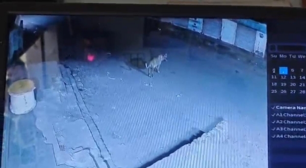 ધારીમાં સિંહોની દહેશત: લાઇબ્રેરી પાસે ગાયનો શિકાર, સીસીટીવીમાં કેદ દ્રશ્યો વાયરલ