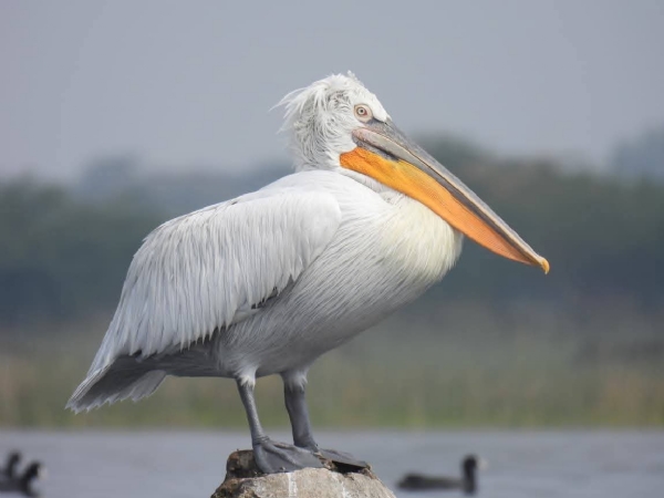 રાજ્યના વિવિધ જળ પ્લાવિત વિસ્તારો યાયાવર સહિત સ્થાનિક પક્ષીઓ માટે ગુજરાત પસંદગીનું રાજ્ય