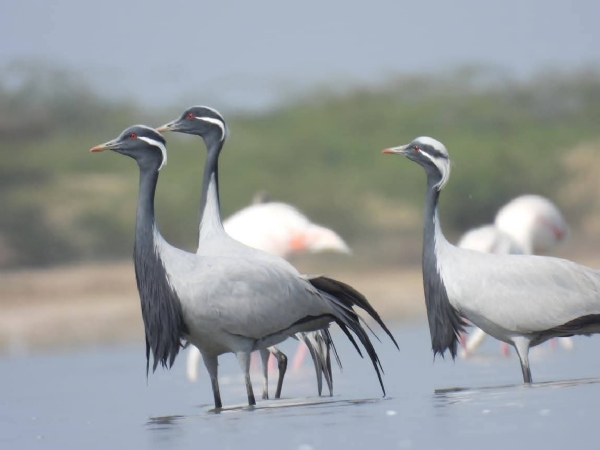 રાજ્યના વિવિધ જળ પ્લાવિત વિસ્તારો યાયાવર સહિત સ્થાનિક પક્ષીઓ માટે ગુજરાત પસંદગીનું રાજ્ય