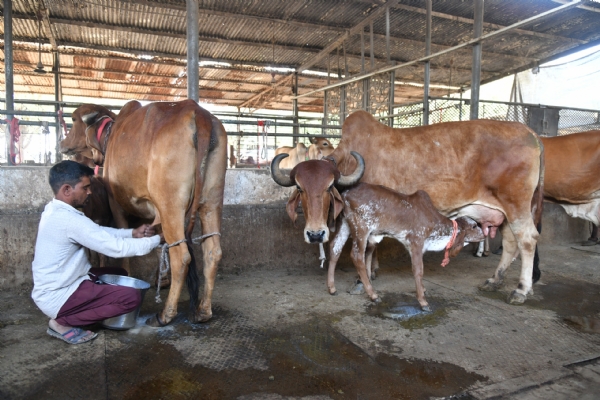 શોખથી શરુ થયેલી ગૌ સેવાએ આજે સાંતેજના મહેન્દ્ર પટેલને ગાંધીનગર જિલ્લાના શ્રેષ્ઠ પશુપાલકનું સન્માન