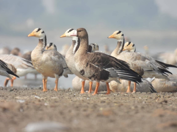 રાજ્યના વિવિધ જળ પ્લાવિત વિસ્તારો યાયાવર સહિત સ્થાનિક પક્ષીઓ માટે ગુજરાત પસંદગીનું રાજ્ય