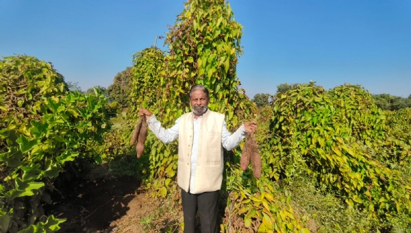 સાવરકુંડલા પીઠવડીના ખેડૂત વિનુભાઈ બાળધા એ રતાળુની ખેતીથી કરી લાખોની કમાણી, જંગલી પશુઓથી પણ સુરક્ષિત પાક