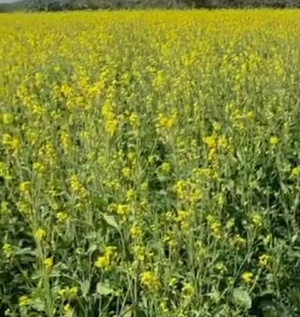 પાટણમાં રાયડાના પાક પર મોલો-મચ્છીનો વધતો ઉપદ્રવ