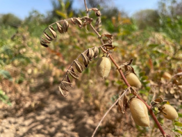 ઉત્તર ગુજરાતમાં ચણાના પાક પર લીલી ઈયળનો ત્રાટક: ખેડૂતો માટે ચિંતા વધતી, નિયંત્રણ જરૂરી