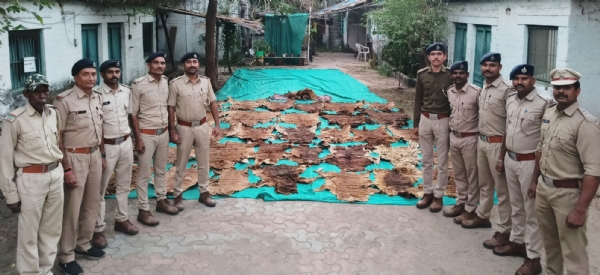 ગુજરાતમાં પ્રથમવાર નર્મદામાંથી 40 થી વધુ વાઘના ચામડા અને નખ મળ્યાનો પ્રથમ કિસ્સો