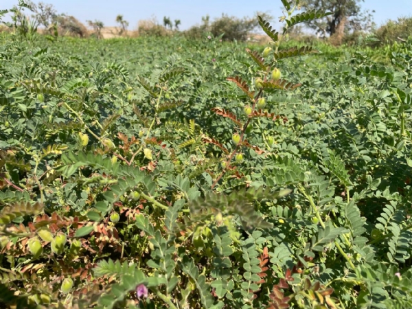 ઉત્તર ગુજરાતમાં ચણાના પાક પર લીલી ઈયળનો ત્રાટક: ખેડૂતો માટે ચિંતા વધતી, નિયંત્રણ જરૂરી