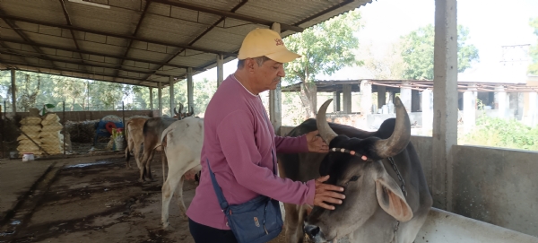 નિવૃત્તિ બાદ પશુપાલનથી સફળતાની નવી ગાથા રચનાર બ્રિજેશભાઈ