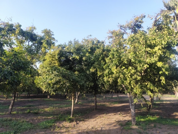 સોમનાથ સાતેક વીઘા વિસ્તારમાં સોમનાથ સાતેક વીઘા વિસ્તારમાં