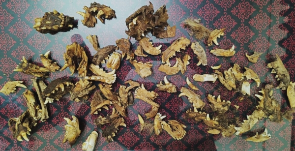 ગુજરાતમાં પ્રથમવાર નર્મદામાંથી 40 થી વધુ વાઘના ચામડા અને નખ મળ્યાનો પ્રથમ કિસ્સો