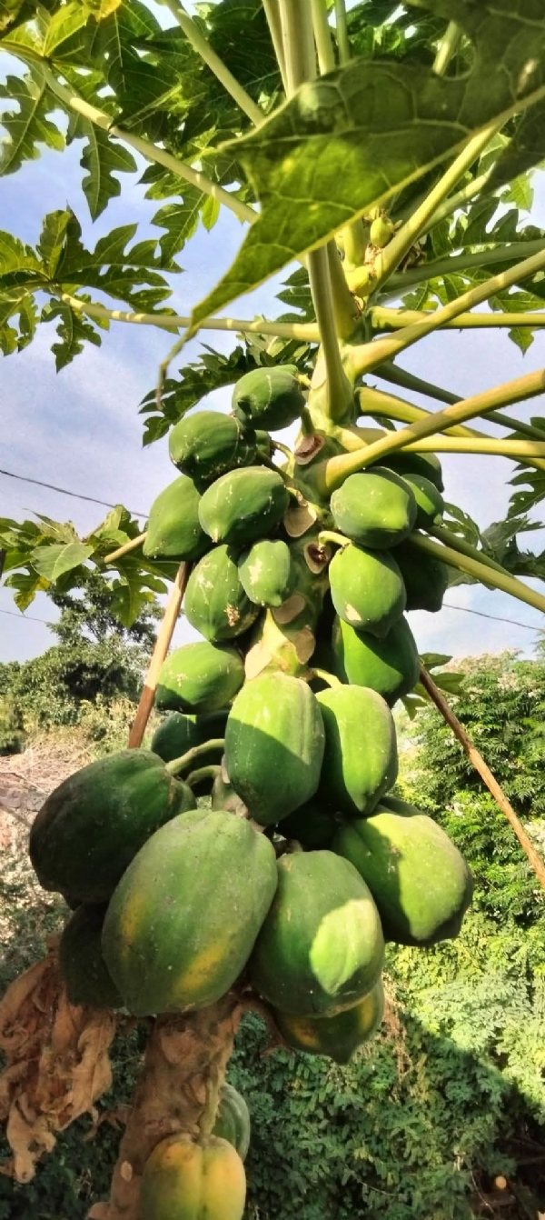 પ્રતાપગઢના પ્રગતિશીલ ખેડૂતે પપૈયાની ખેતીથી સર્જી સફળતાની મિસાલ, એક વીઘે એક લાખથી વધુની આવક