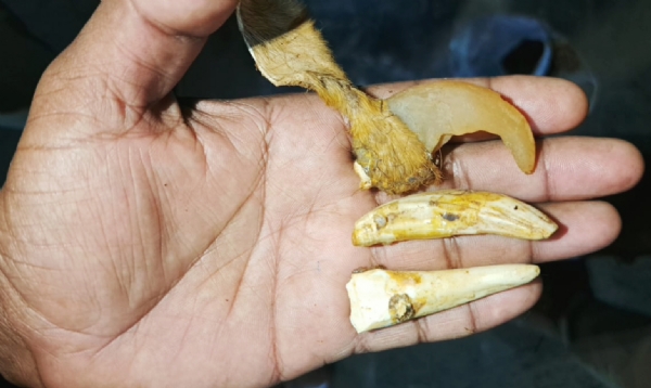 ગુજરાતમાં પ્રથમવાર નર્મદામાંથી 40 થી વધુ વાઘના ચામડા અને નખ મળ્યાનો પ્રથમ કિસ્સો