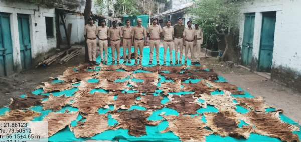 ગુજરાતમાં પ્રથમવાર નર્મદામાંથી 40 થી વધુ વાઘના ચામડા અને નખ મળ્યાનો પ્રથમ કિસ્સો