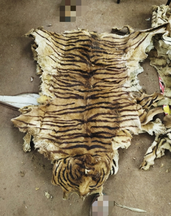 ગુજરાતમાં પ્રથમવાર નર્મદામાંથી 40 થી વધુ વાઘના ચામડા અને નખ મળ્યાનો પ્રથમ કિસ્સો