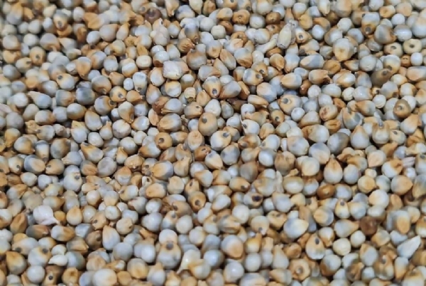 બાજરી ફાઈલ ફોટો