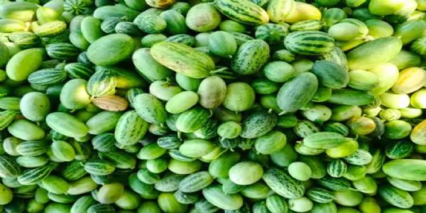 ઉના તાલુકાના સામતેર ગામે ખેડૂતે કોઠીબાનો વાવેતર કરી અનોખી પહેલ કરી