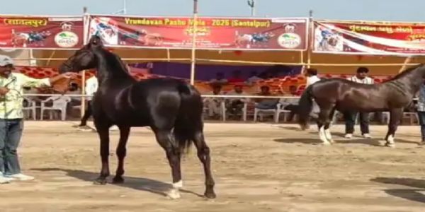 સાંતલપુરમાં પ્રથમ વખત યોજાયો ભવ્ય વૃંદાવન પશુ મેળો, અશ્વપ્રેમીઓ અને પશુપાલકો ઉમટ્યા