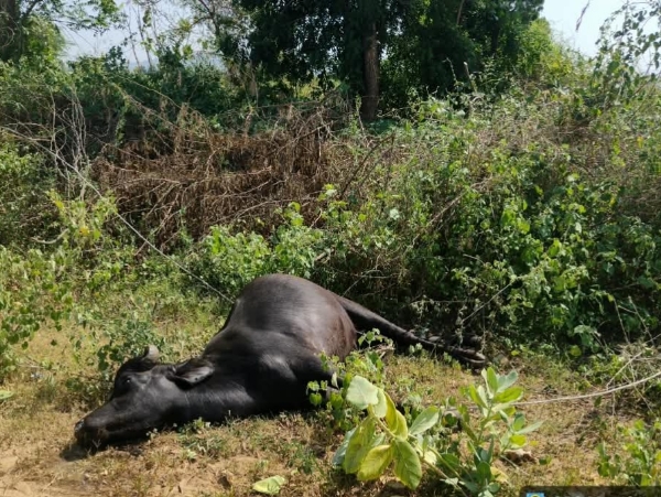વીજ કરંટથી ભેંસોના મોત