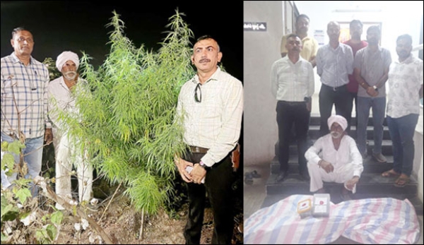 ગાંજાના જથ્થા સાથે ઝડપાયેલા ખેડૂત