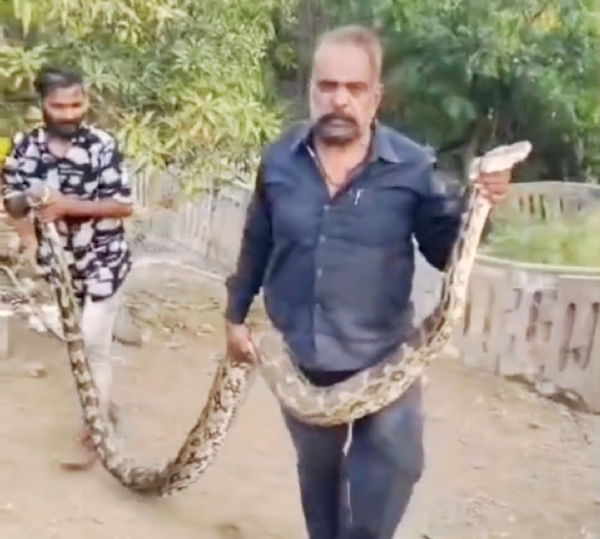 ધારીના ગીગાસણ ગામે કૂવામાં ખાબક્યો 15 ફૂટનો મહાકાય અજગર, ક્રેનની મદદથી 2 કલાકની જહેમત બાદ સફળ રેસ્ક્યૂ!