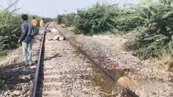 રેલ્વે ટ્રેક પર મૃતક ગાયો