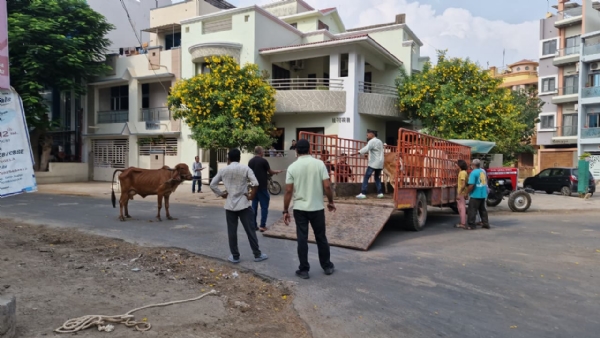 પોરબંદરમાં  જાહેર  માર્ગો  પર  રખડતાં  માલિકીનાં  પશુઓ  સામે  મહાનગરપાલિકાની  કાર્યવાહી.