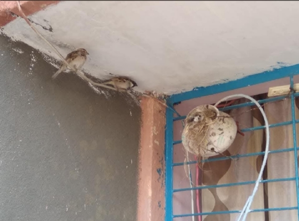 ગરબા માંથી પક્ષીઘર ગરબા માંથી પક્ષીઘર