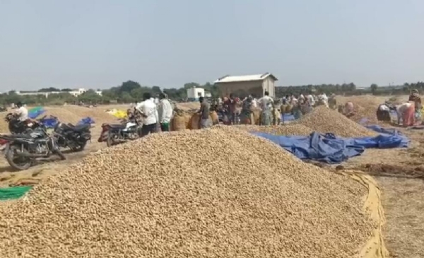 મગફળી
