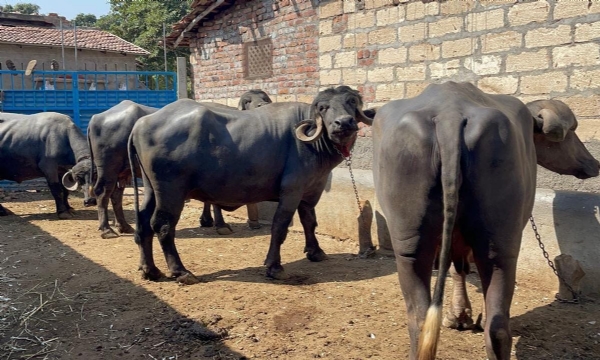 પશુ ફાઇલ ફોટો
