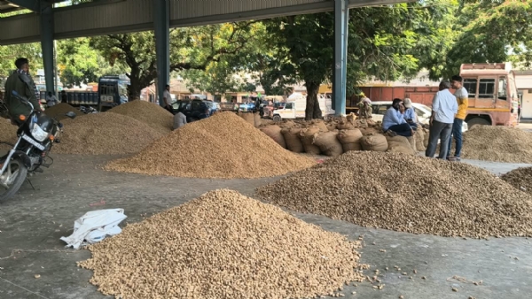 મગફળી ફાઈલ ફોટો
