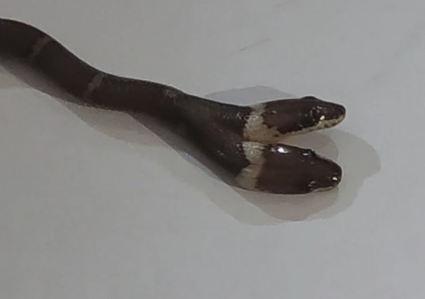 બે માથાવાળો સાપ જોવાયો