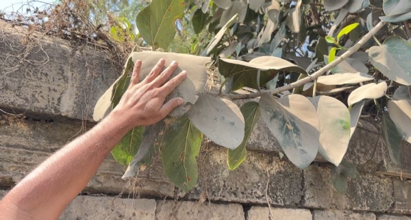 સૌરાષ્ટ્ર કેમિકલ ફેકટરીના પ્રદુષણને લઈને કારણદર્શક નોટિસ.