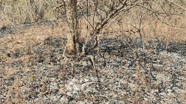 AMBAJI NA JANGAL MA AAG NI GHATNA