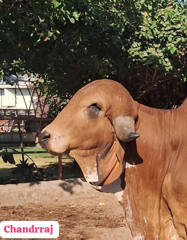 ઈન્ડિયન કેટલ શો માં પોરબંદરના ચંદ્રરાજ ને બેસ્ટ બુલનો ખિતાબ.