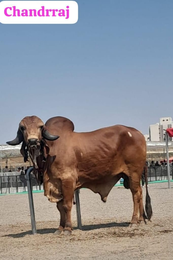 ઈન્ડિયન કેટલ શો માં પોરબંદરના ચંદ્રરાજ ને બેસ્ટ બુલનો ખિતાબ.