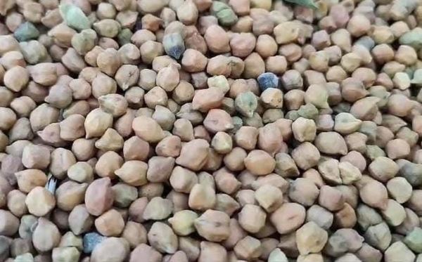 માર્કેટિંગ યાર્ડમાં ચણાની આવક માર્કેટિંગ યાર્ડમાં ચણાની આવક