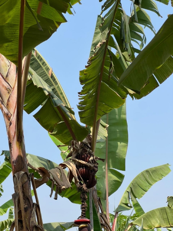નર્મદા જિલ્લાના 50 થી વધુ ખેડૂતોનો સુરતમાં પ્રેરણા પ્રવાસ નર્મદા જિલ્લાના 50 થી વધુ ખેડૂતોનો સુરતમાં પ્રેરણા પ્રવાસ