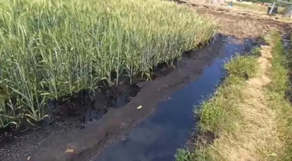 કનોડા ગામે ONGCની પાઈપલાઈન લીકેજથી 3 વિઘા ઘઉંનો પાક બરબાદ, ખેડૂતોમાં ભારે રોષ